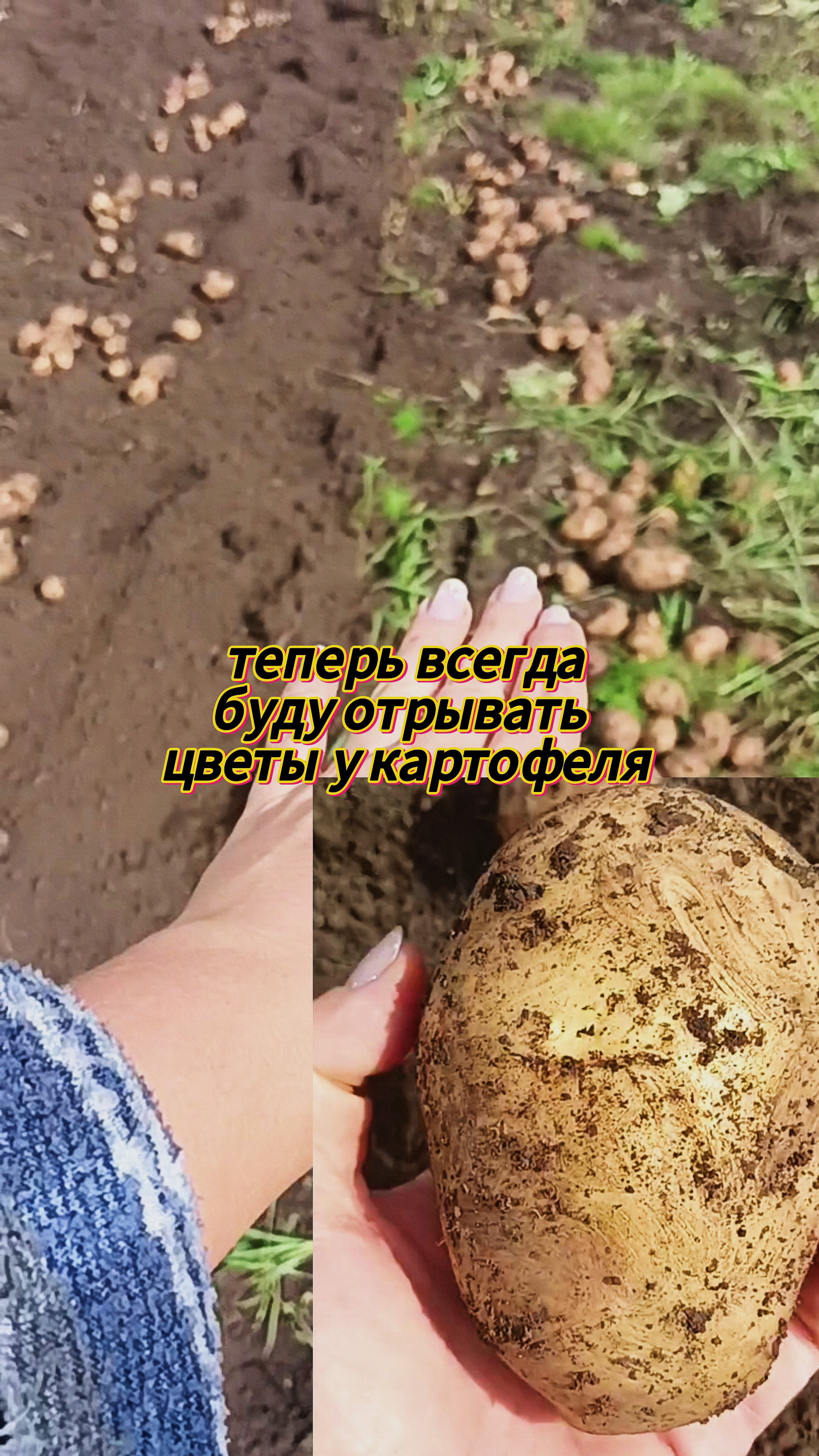 Эксперемент над картофелем.Обрыаать цветы на картофеле или нет, решайте сами