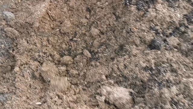 Сажаю новинку метельчатую гортензию Мечта Лесково. 17.09.2025 Восток Ленобласти