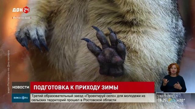 Байбаки в Ростовском зоопарке готовятся к зиме