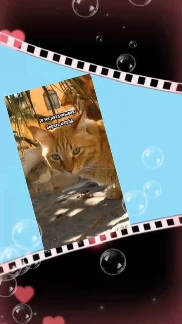 С ДНЁМ РЫЖЕГО КОТА! 🐱 ВЕСЁЛАЯ МУЗЫКАЛЬНАЯ ОТКРЫТКА💌