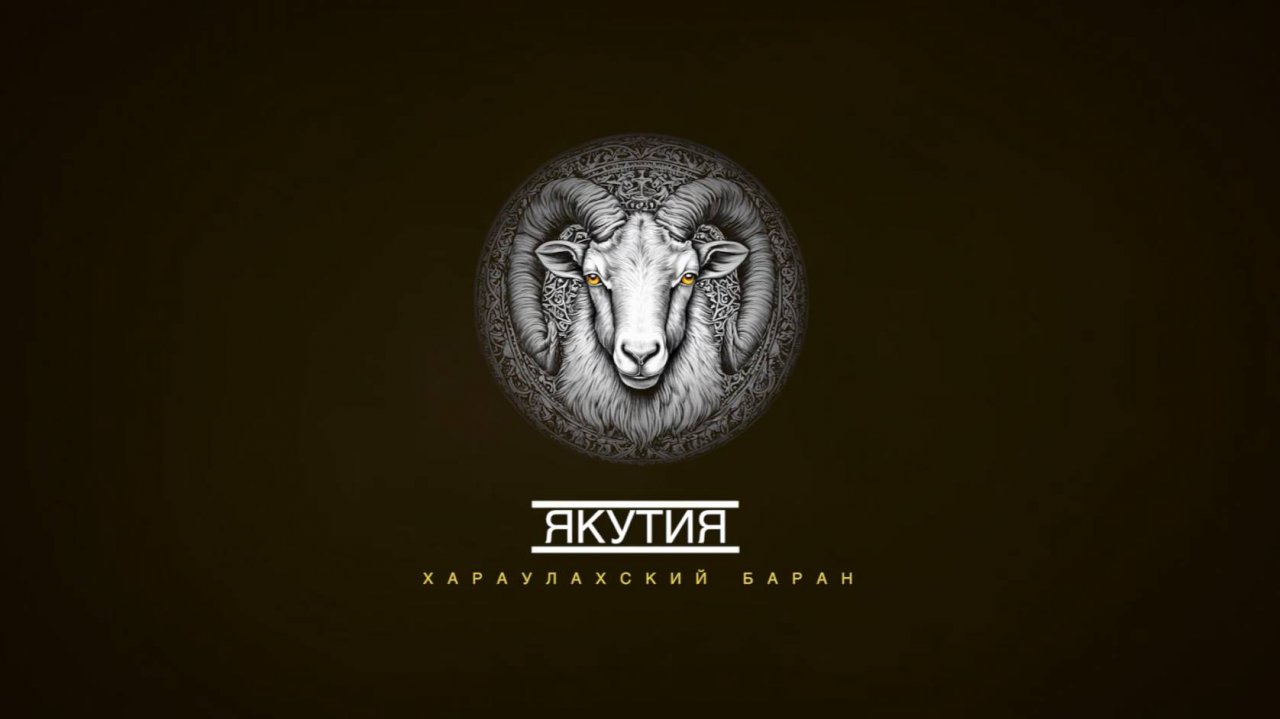 Трофейная охота Якутия. Хараулахский баран.