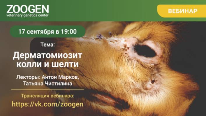 ДЕРМАТОМИОЗИТ КОЛЛИ И ШЕЛТИ. 17.09.2025, 19:00