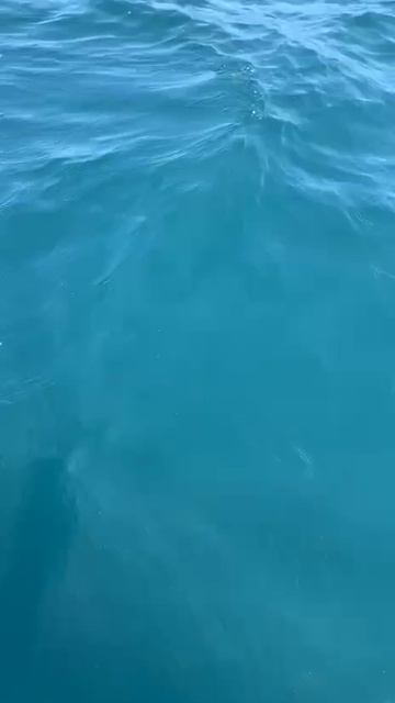 Отпускаем морскую лису.