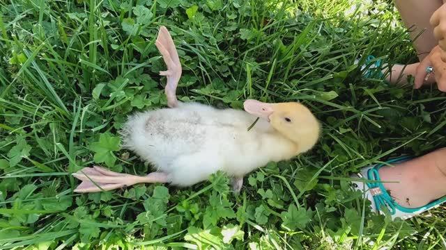 Время сбора и переработки урожая. Индюки на финише. Утки второго потока