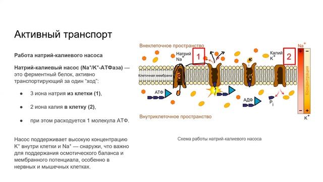 Плазматическая мембрана 17.09.25