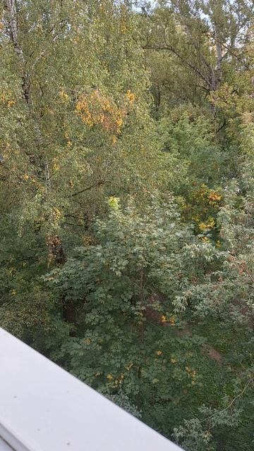 Шиповник. Польза.