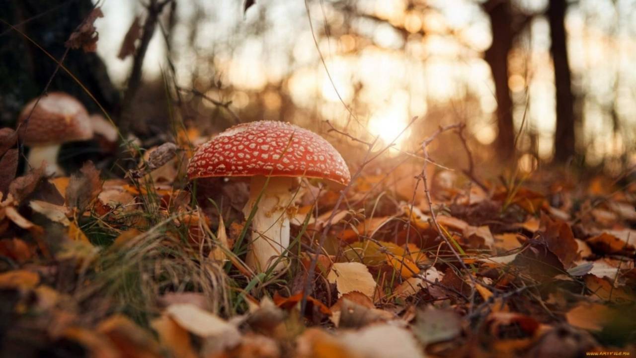 17 сентября. народные приметы и поверья