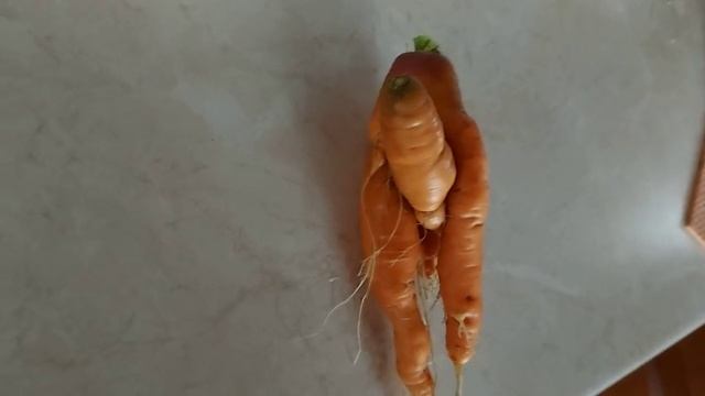 Причуды из огорода. Морковка_Маленький