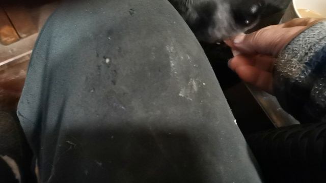 СОЧИ ГОРНОЕ ЛОО УТРО 18.09.2025