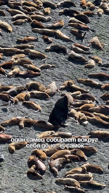 Морские Львы