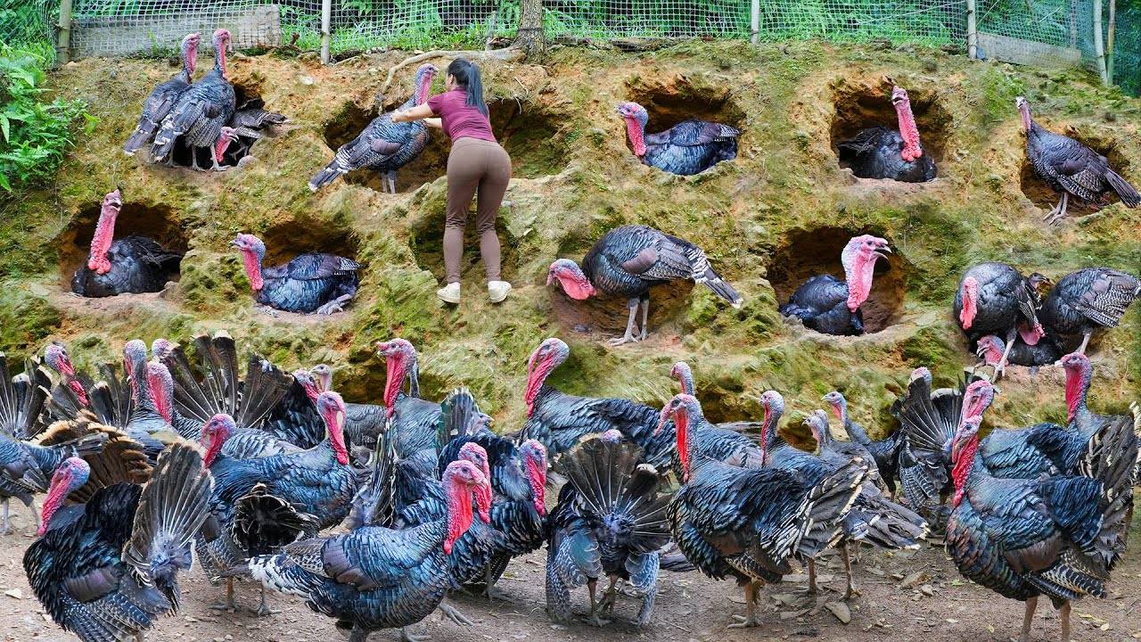 Неугомонная Хуонг. Продажа индюков на местном рынке.