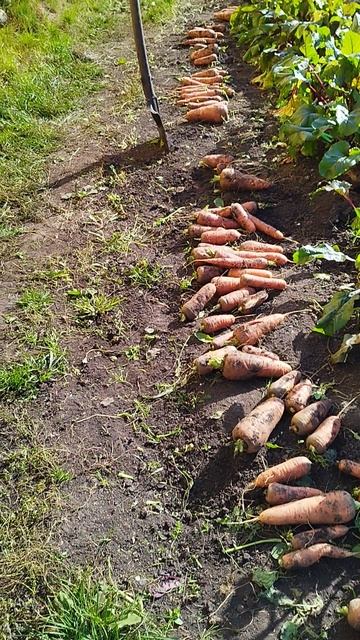 Морковь🥕 #2025 #Чишма #урожай #осень #ГараевДамир #GaraevDamir #кошка #cat #harvest #autumn #shorts