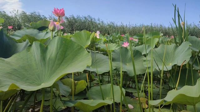 Жемчужина Астраханской дельты - «ЦВЕТЕНИЕ ЛОТОСА»