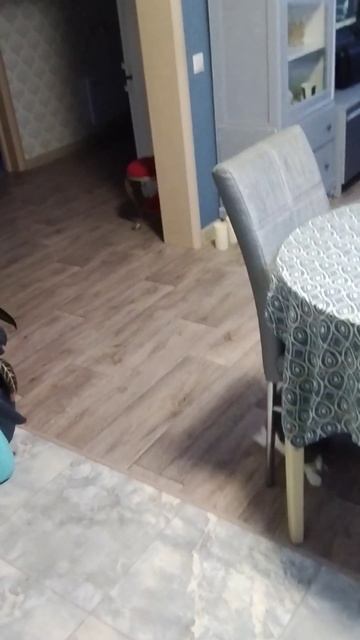 Лариска, ко мне!