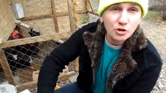 Чем кормить кур с утра  Рецепт мешанки. (2020 г.)