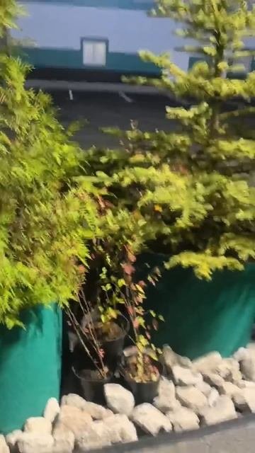 Контейнерное озеленение на открытие завода