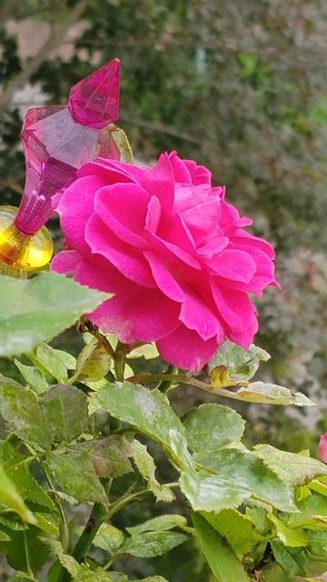 Роза  сентября! Мои любимые розы! #розы #цикламен