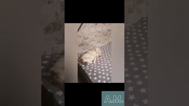 _МОХНАТЫЕ ДРУЗЬЯ_