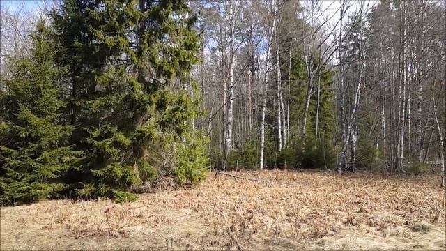 АРХИВ. Залипуха с серебром, или незаконченный коп