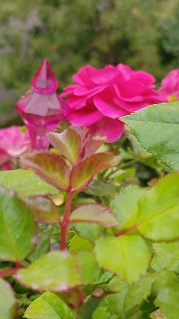 Роза сентября! Мои любимые розы! #розы #цикламен