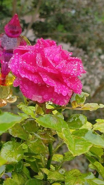 Роза сентября! Мои любимые розы! #розы #цикламен