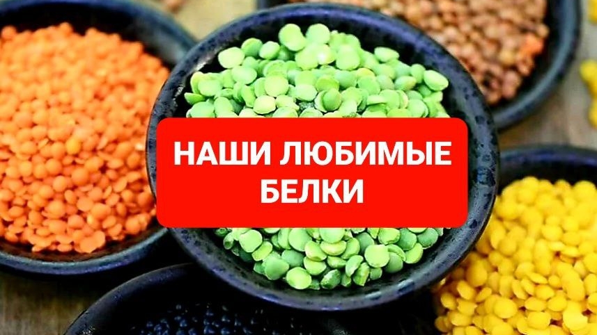 ЧЕЧЕВИЦА, БЕЛКИ