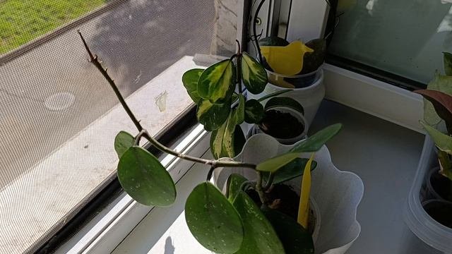 комнатные растения: полив/пересадки 🪴🪴🪴🪴🪴🪴🪴🪴🪴🪴🪴🪴🪴🪴