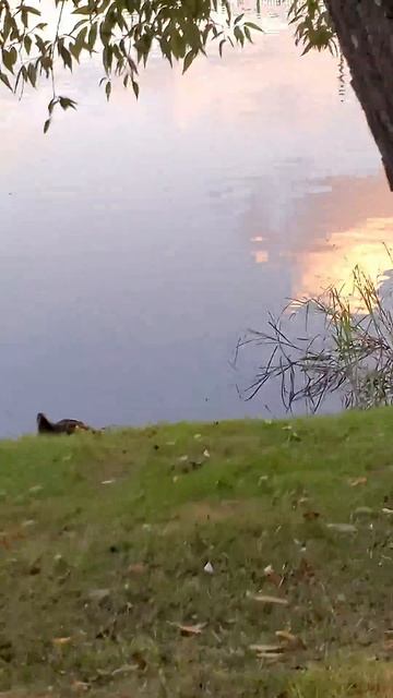 Ещё больше волшебные утки!