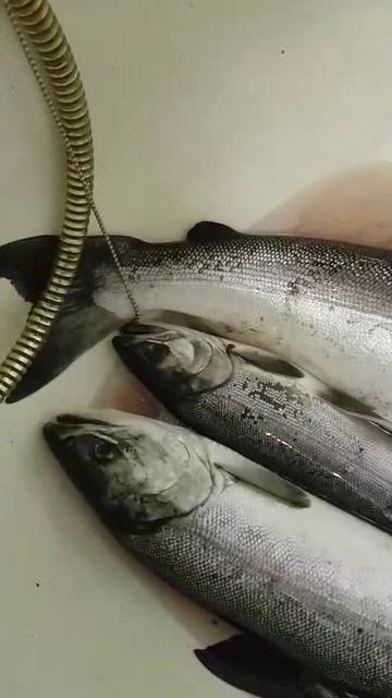 Камчатцы