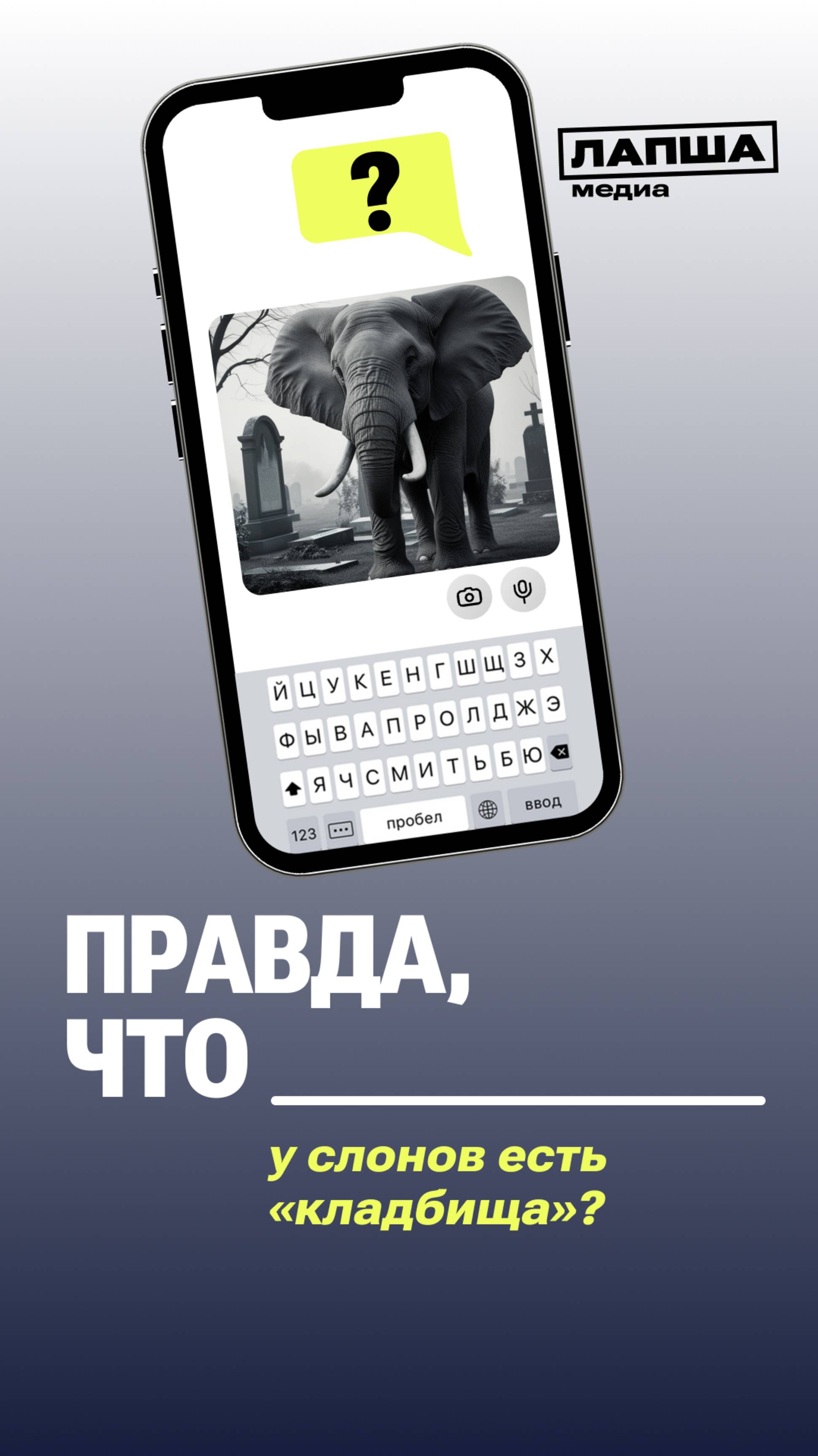 У СЛОНОВ ЕСТЬ КЛАДБИЩА?
