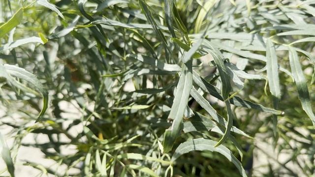 Магония SOFT CARESS, CLT 35