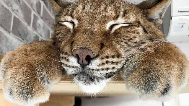 Рыжая кошка на осень похожа