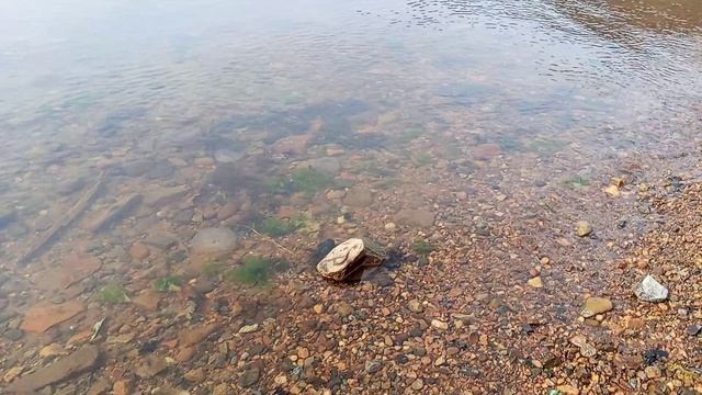 Медузы Охотского моря