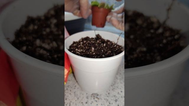Красотка мухоловка.