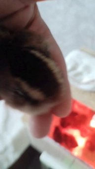 Яйца, птенцы, пасха!)