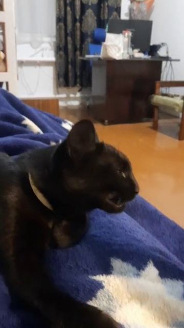 Красавица кошка