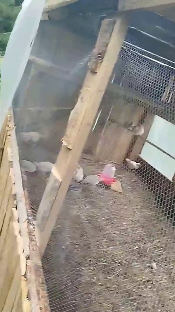 Курочки у мамы в посёлке #курицы #куры #деревня #Сарга #посёлок #асмрмаринетт