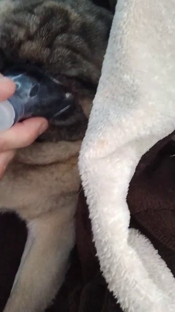 Лечим Марика от бронхита.