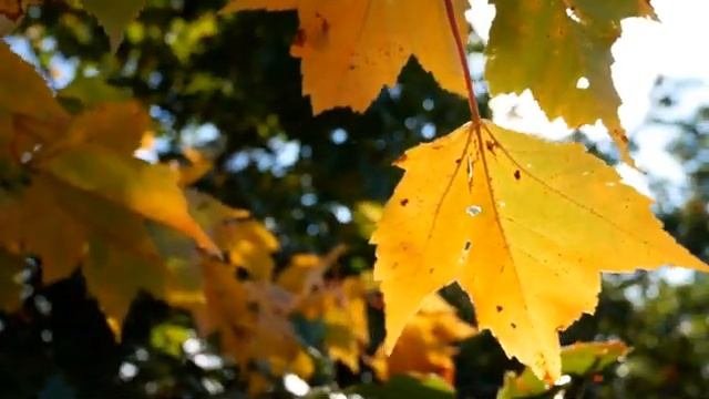 Песня : Падают листья