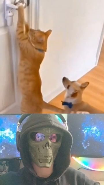 Кот сломал систему