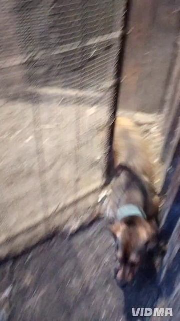 вот такие у нас классные собаки