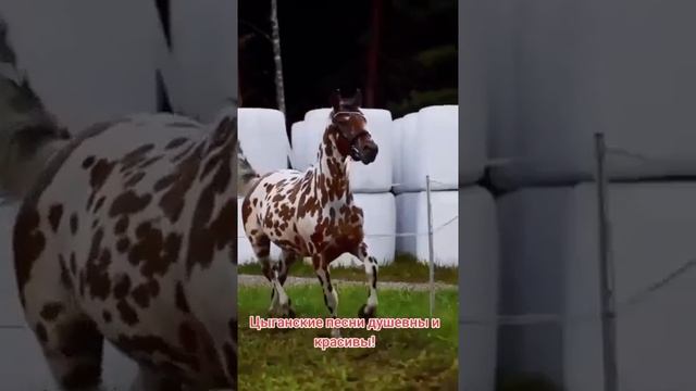 Как это-быть лошадью.mp4