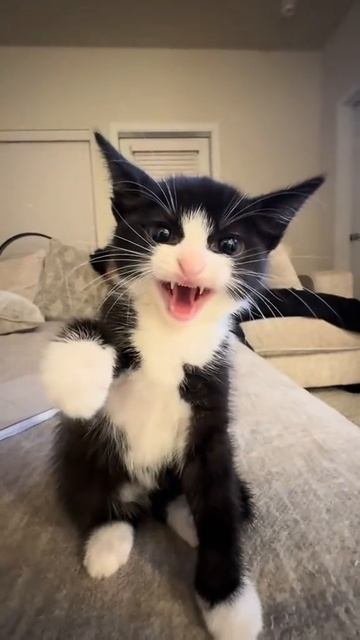 злые котики