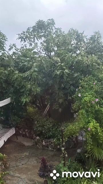 Ветер и дождь. Осень в Алупка. А завтра опять будет лето!