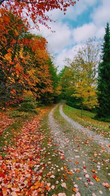 Золотой ковёр у ног стелется