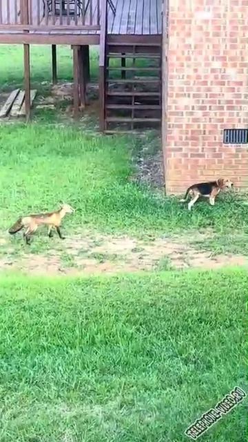 Охотничья собака взяла след