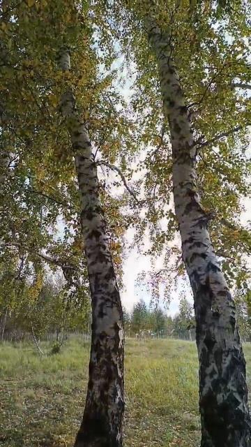 Берёзовый лес