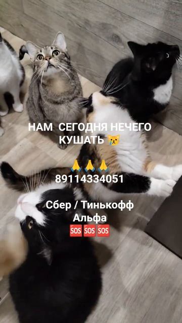 НАМ  НЕЧЕГО КУШАТЬ 😿

🙏🙏🙏
89114334051

Сбер / Тинькофф
Альфа 
🆘🆘🆘