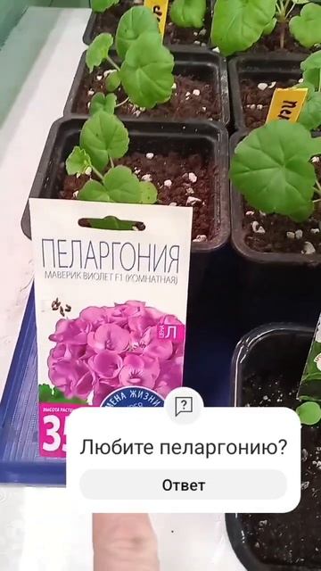 пеларгония#летоэтомаленькаяжизнь