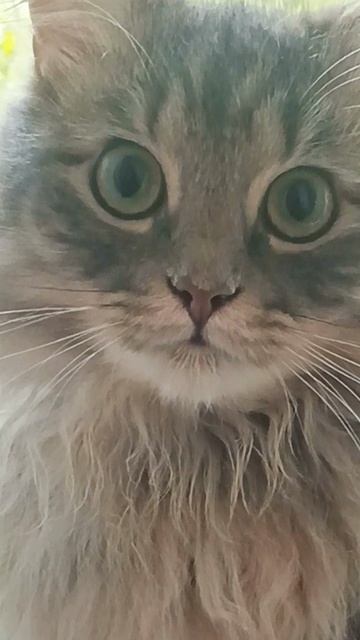 😸🫶👆Пришло время поговорить серьезно.🤣👆The time came to talk seriously.